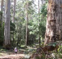 Warren River Loop Walk - Sunshine Coast Tourism