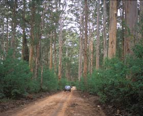 Boranup Drive - Holiday Sunshine Coast 0