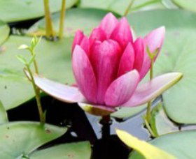The Lotus Day Spa And Retreat - Holiday Sunshine Coast 0