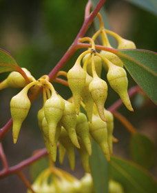 Mount Short Scenic Drive - Holiday Sunshine Coast 0