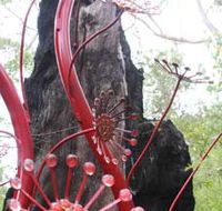 Understory Art In Nature - Holiday Sunshine Coast