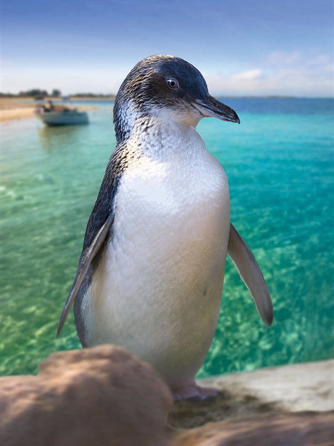 Penguin Island - Sunshine Coast Tourism 0