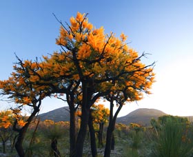 Cape Le Grand National Park - Holiday Sunshine Coast 0