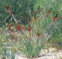 Kalbarri Wildflower Centre - Holiday Sunshine Coast