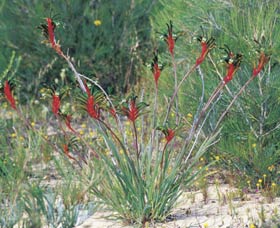 Kalbarri Wildflower Centre - Holiday Sunshine Coast 0