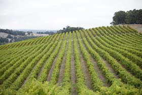 Willow Bridge Estate - Sunshine Coast Tourism 0