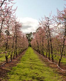 Raeburn Orchards - Holiday Sunshine Coast 0