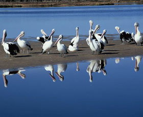 Peel Region Canoe Trails - Sunshine Coast Tourism 0