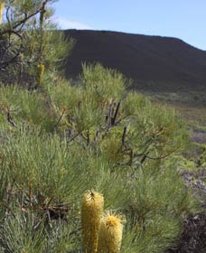 Sunshine Coast Tourism