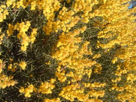 Dalwallinu Remnant Bushland - Holiday Sunshine Coast 0