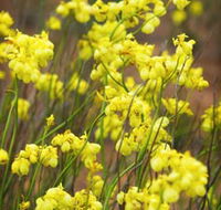 Mount Madden Scenic Drive - Holiday Sunshine Coast