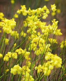 Mount Madden Scenic Drive - Sunshine Coast Tourism 0