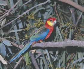 King River - Holiday Sunshine Coast 0