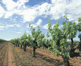 Blackwood Meadery - Holiday Sunshine Coast 0