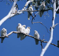 Carawine Gorge - Sunshine Coast Tourism