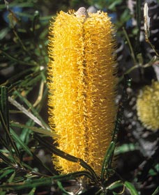 Holiday Sunshine Coast