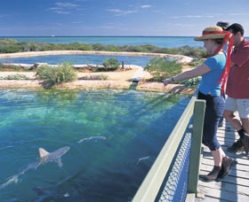 Shark Bay Marine Park - Sunshine Coast Tourism 0