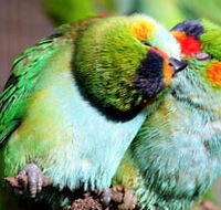 Rainbow Jungle - The Australian Parrot Breeding Centre - Holiday Sunshine Coast