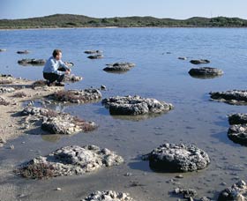 Lake Thetis Stromatolites - Holiday Sunshine Coast 0