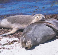 Carnac Island - Sunshine Coast Tourism