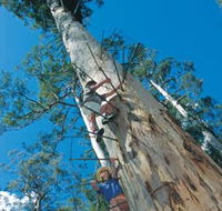 Dave Evans Bicentennial Tree - Sunshine Coast Tourism