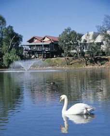 White Swans - Sunshine Coast Tourism 0