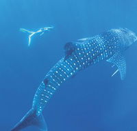 Ningaloo Marine Park - Holiday Sunshine Coast