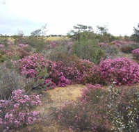 Reynoldson's Flora Reserve - Sunshine Coast Tourism
