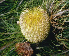 Gidgegannup WA Sunshine Coast Tourism