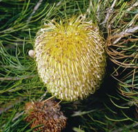 FR Berry Reserve - Sunshine Coast Tourism