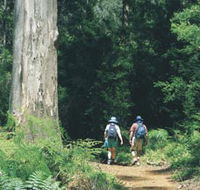 Gloucester Tree - Sunshine Coast Tourism