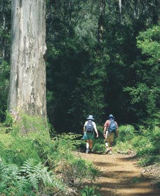 Gloucester Tree - Sunshine Coast Tourism 0
