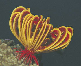 Lighthouse Bay - Sunshine Coast Tourism 0