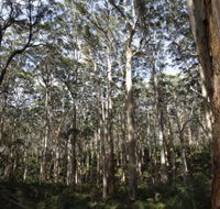 Boranup Karri Forest - Sunshine Coast Tourism