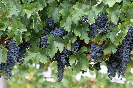 Capel River WA Sunshine Coast Tourism