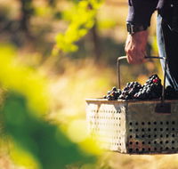 Burge Family Winemakers - Holiday Sunshine Coast