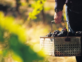 Burge Family Winemakers - Sunshine Coast Tourism 0