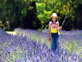 Brayfield Park Lavender Farm - Sunshine Coast Tourism 0