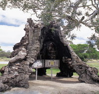 The Herbig Family Tree - Sunshine Coast Tourism