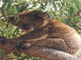 Mikkira Station - Sunshine Coast Tourism 0