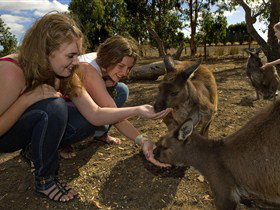 Kangaroo Island Wildlife Park - Holiday Sunshine Coast 0