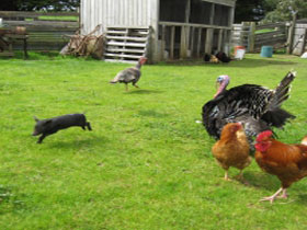 Echo Farm - Holiday Sunshine Coast 0