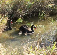 Tamar Island Wetlands Reserve and Interpretation Centre - Holiday Sunshine Coast