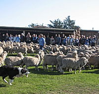Curringa Farm - Accommodation and Farm Tours