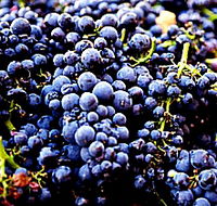 Laurel Bank Vineyard - Holiday Sunshine Coast