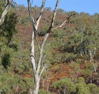 Black Hill Conservation Park - Holiday Sunshine Coast