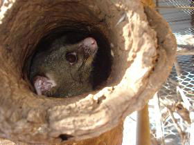 Mulga Sanctuary And Wildlife Park - Sunshine Coast Tourism 0