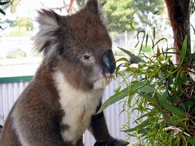 Glen-Forest Tourist Park - Sunshine Coast Tourism 0