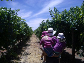 McLaren Vale Orchards - Sunshine Coast Tourism 0