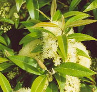 Tumbeela Native Bushfoods - Sunshine Coast Tourism